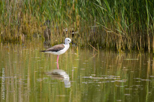 A black winged stilt walking in water on a sunny day