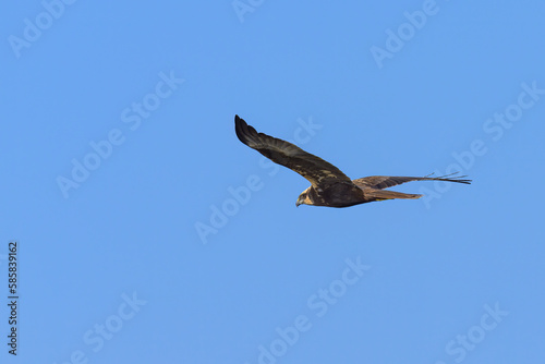 A Western Marsh Harrier in flight blue sky