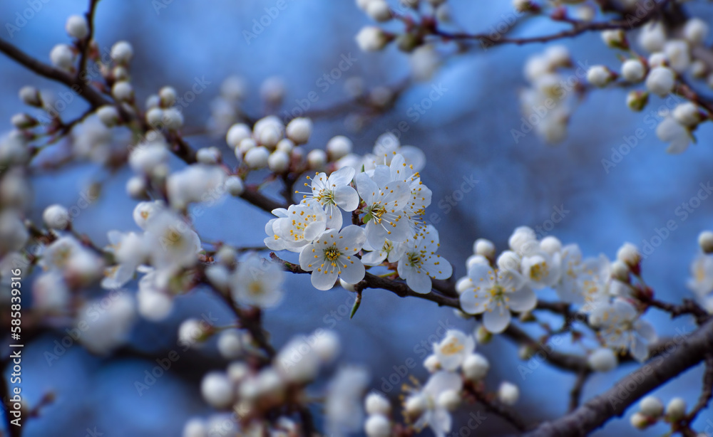Beautiful plum blossoms in spring evening Beautiful plum blossoms in spring evening