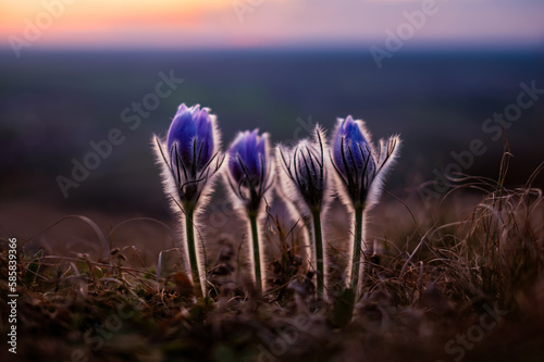 Amazing spring. Blooming greater pasque flower at the foot of the mountain. Pulsatilla grandis is a beautiful spring flower in the light of the setting sun.