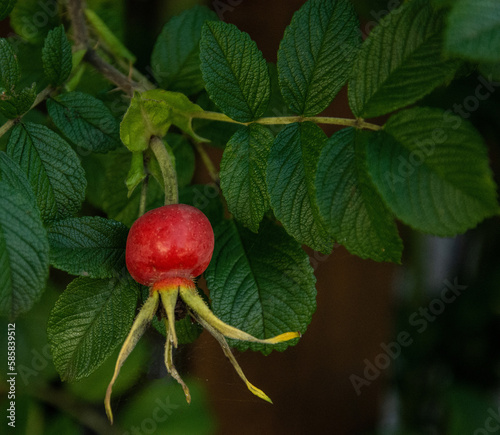 Wild rose's fruit, the natural source of vitamin C
