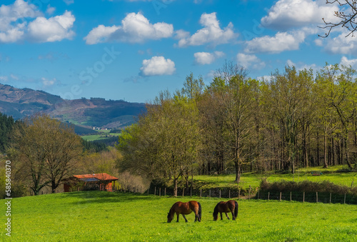 Primavera en el valle de Mendiola, Pais Vasco © AcasPhotography