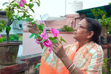 A simple looking, ethnic dressed aged Bengali woman appreciating captivating beauty of pink bougainvillea plant in her rooftop garden. Photo taken in West Bengal.