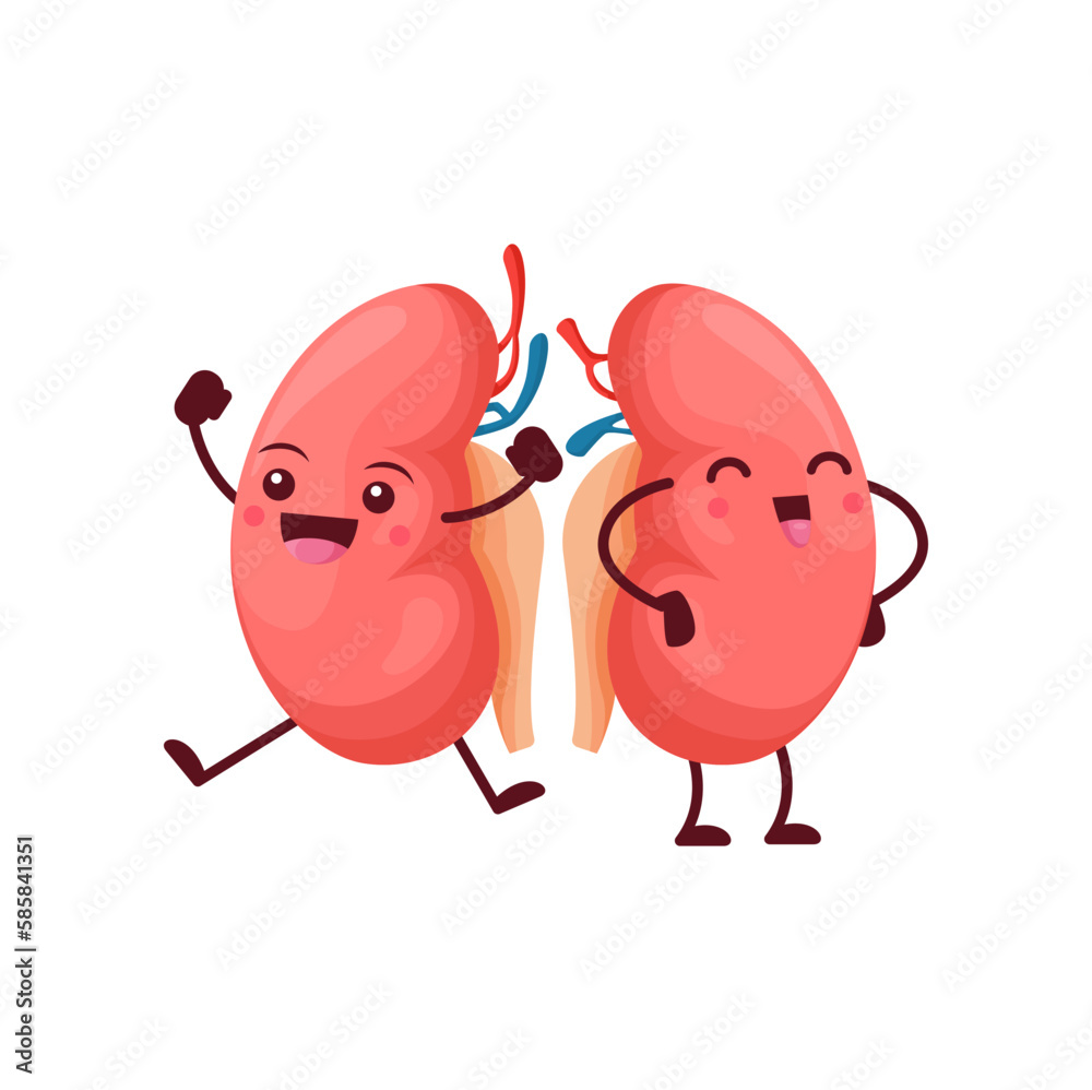 Cartoon kidneys body organs characters. Vector human reins anatomical positive personage with cute smiling face. Funny medical education of urinary system, anatomy science for kids, renal health care