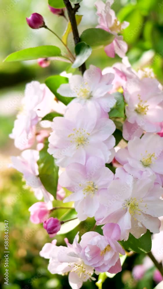 Beautiful fragrant Chinese flowering crabapple