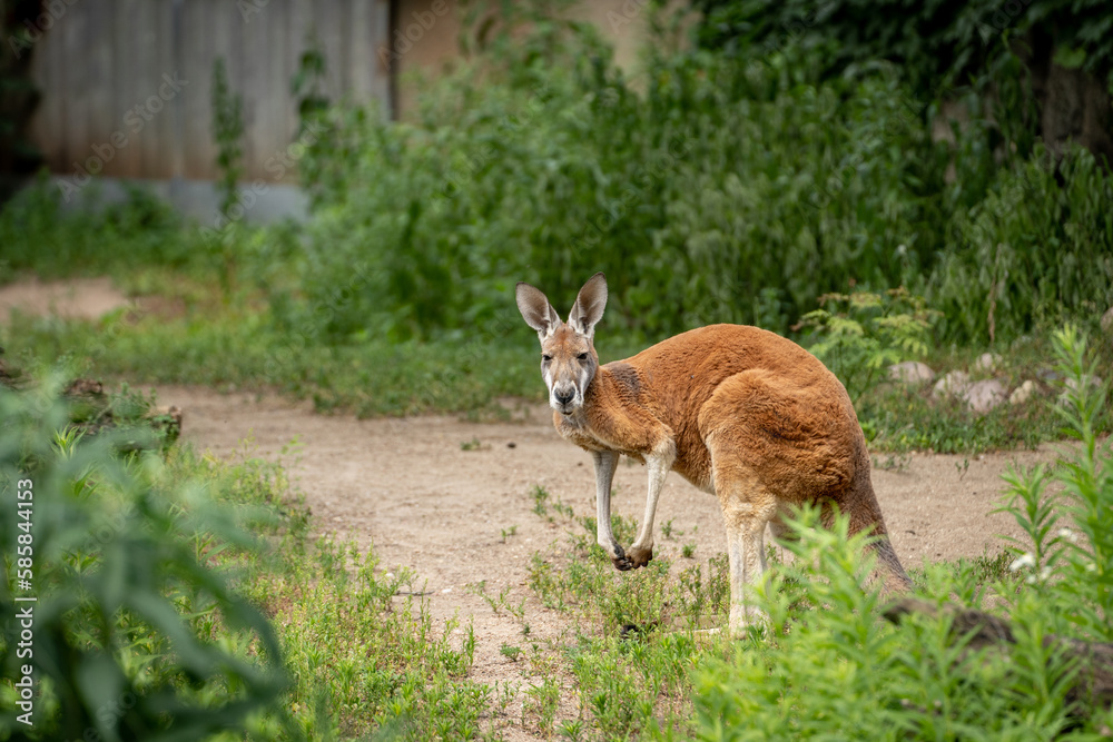 Fototapeta premium Kangaroo