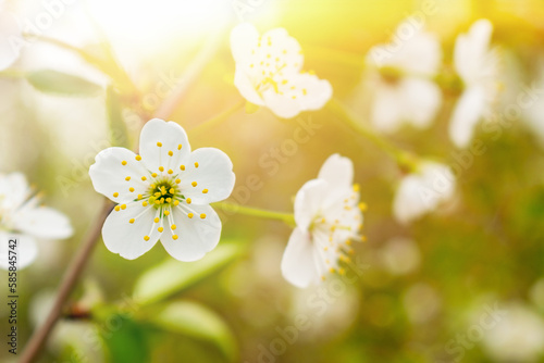 White flowers on the branches of blossoming Cherry tree on a sunny day in the park  springtime  flowering plant. Beautiful blooming nature background with copy space  spring season.