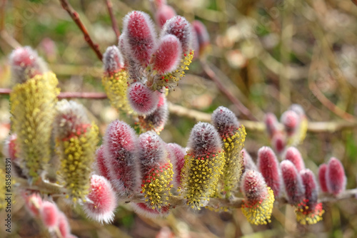 The red catkins of Salix gracilistyla 'Mount AsoÕ. photo