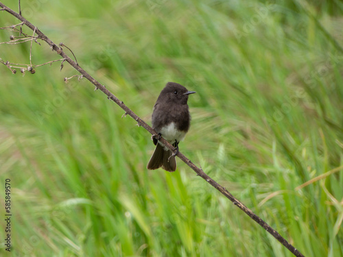 Black Phoebe perched on stick in front of field 