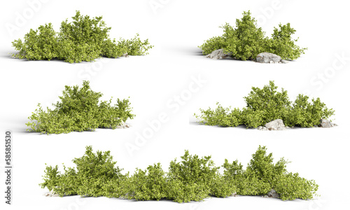 Fotografie, Tablou Aronia melanocarpa bush 3D rendering with transparent background, for illustrati