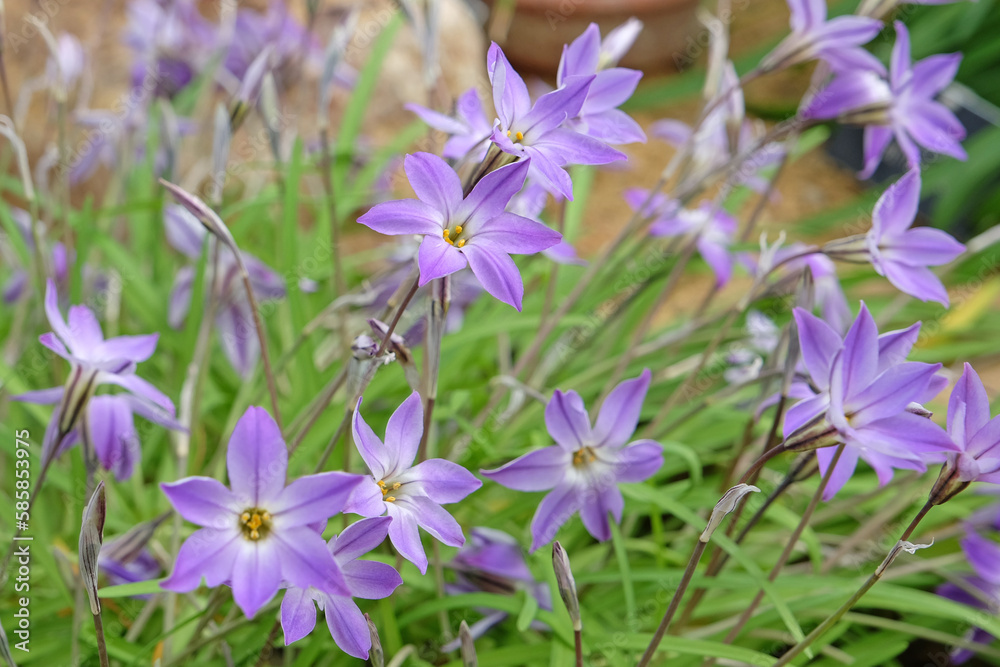 Ipheion Uniflorum, or spring starflower, 'Froyle Mill' in flower. Ipheion Uniflorum, or spring starflower, 'Froyle Mill' in flower.