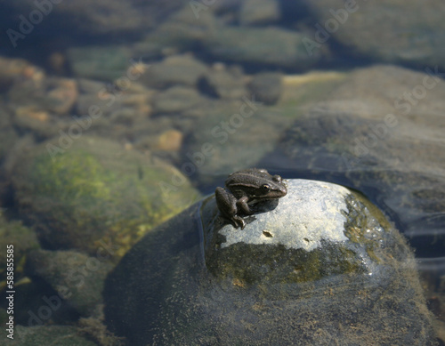 small toad on a rock in the middle of the river