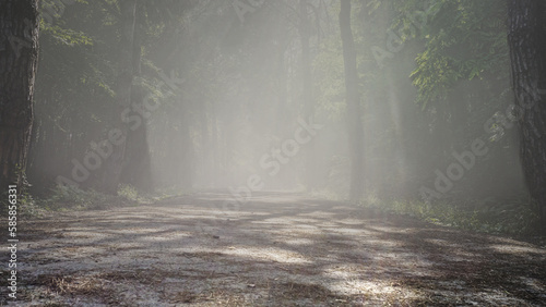 Foggy forest road. The dawn sun breaks through the forest canopy creating rays of light in morning mist. Beautiful misty landscape with fir forest in hipster vintage retro style.