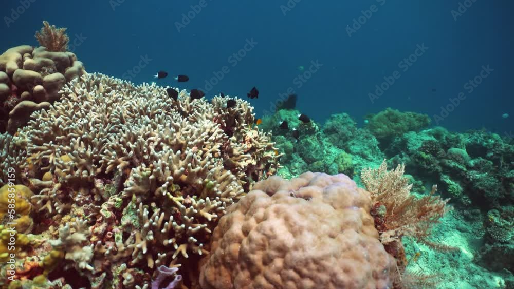 Hard and soft corals, underwater landscape. Coral garden under water. Sipadan, Malaysia. Hard and soft corals, underwater landscape. Coral garden under water. Sipadan, Malaysia.