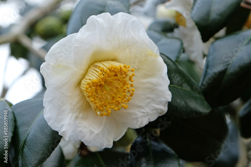 Camellia japonica 'Yukimi guruma'  in flower. photo