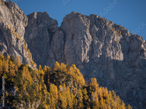 Big shadowy rocky mountain wall with sunlit golden larch trees glowing under