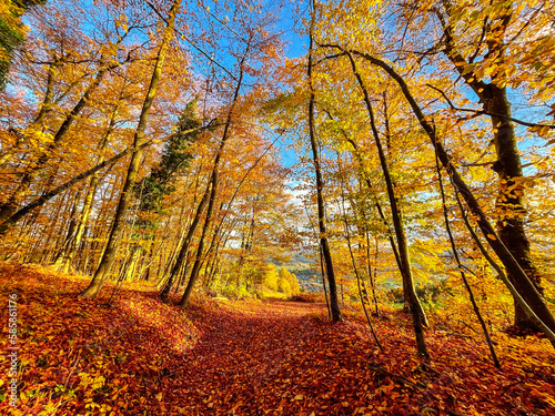 Fallen leaves covering pathway leading through colorful autumn woodland area