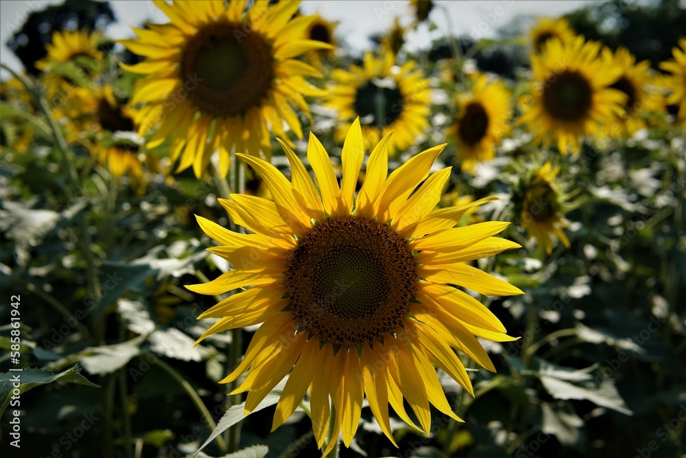 Fototapeta premium Field of sunflowers