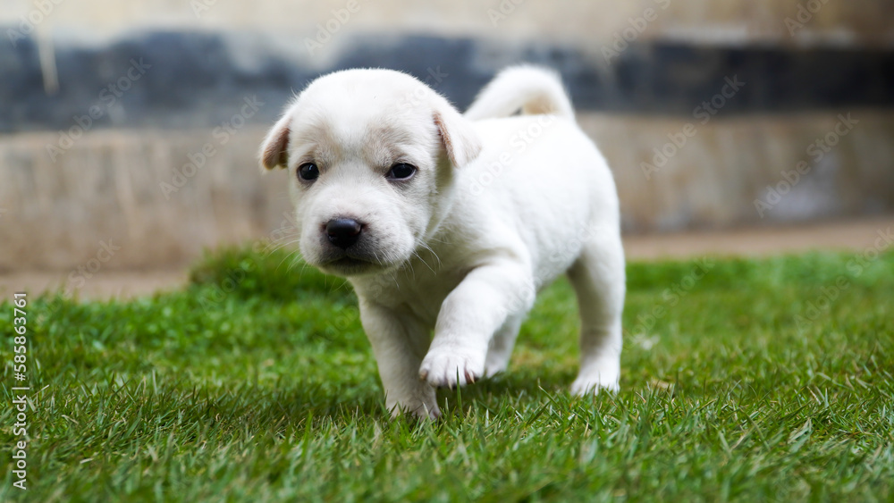 white puppy running on the grass