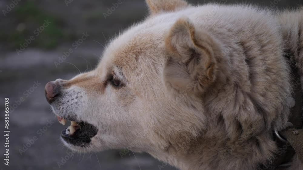 Aggressive dog. The dog growls Aggressive dog. The dog growls