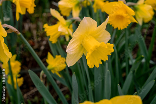 Yellow Daffodil flowers © nomadlaura