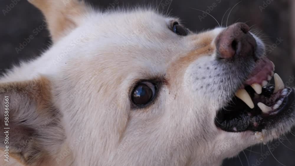 Aggressive dog. The dog growls slow motion Aggressive dog. The dog growls slow motion