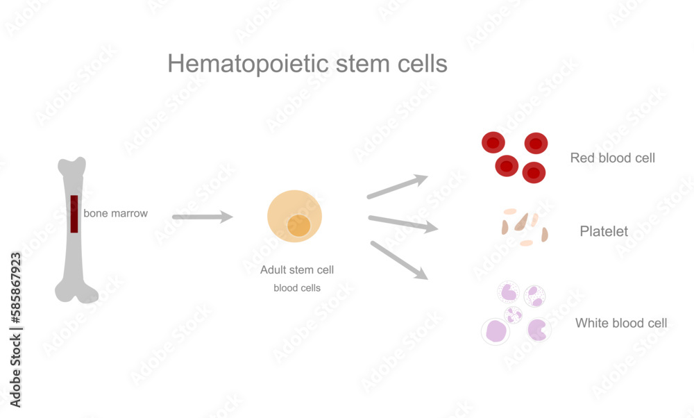 Vetor de The picture represents the source of Hematopoietic stem cell ...