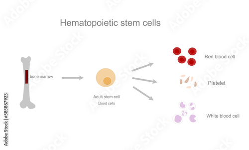 The picture represents the source of Hematopoietic stem cell that from bone marrow to any blood cell type : platelet, erythrocytes and lymphocytes. photo