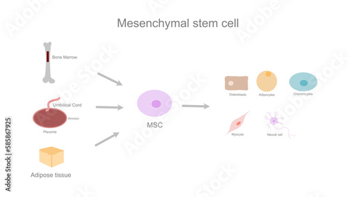 The diagram represent origin (bone marrow, umbilical cord, adipose tissue) and differentiation cell (adipocyte, chondrocyte, osteocyte, myocyte, neural cell) of mesenchymal stem cell (MSC).   photo