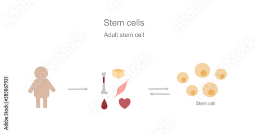 The illustrated diagram of adult stem cells (somatic stem cell) development that  initiate from some organ in the body, for example bone marrow, heart, muscle, skin or adipose tissue, etc. photo