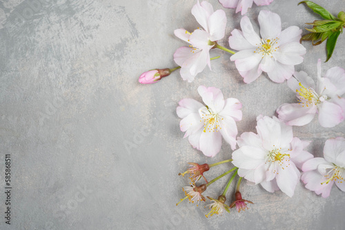 White flower cherry blossom on a grey background postcard spring wallpaper
