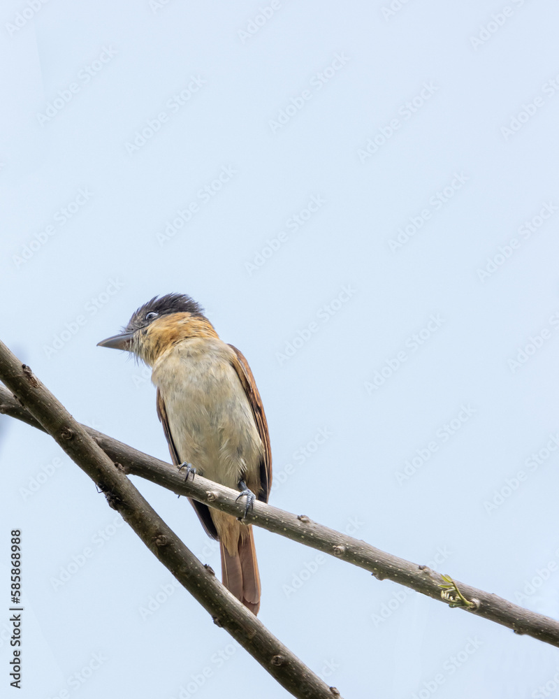 Fototapeta premium Mexican bighead bird perched on a branch with blue background