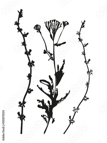Botanical illustration. Vector silhouette of a plant  branch  twig  grass  herb or flower. Isolated black drawing on white background.