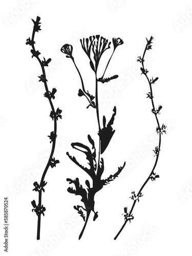 Botanical illustration. Vector silhouette of a plant, branch, twig, grass, herb or flower. Isolated black drawing on white background.