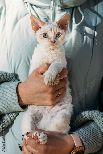 Obedient Devon Rex Cat With White Grey Fur Color Sit On Hands. Curious Playful Funny Cute Amazing Devon Rex Cat Look At Camera. Cats Portrait. Bold Blue Cat Eyes. Amazing Happy Pets Friendship Concept