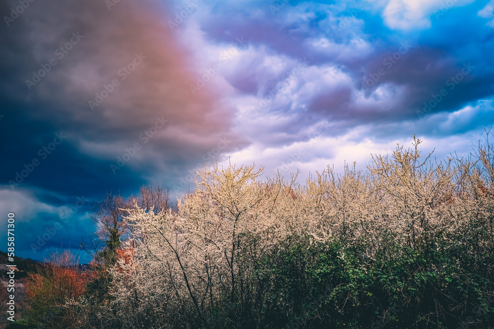 Blooming hawthorn plants at sunset, sky with stormy clouds