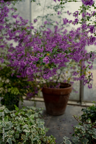 Potted purple flower plant
