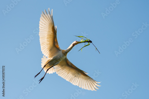 Eurasian spoonbill (Platalea leucorodia) in flight against a blue sky. Spoonbill on its way to its nest with nesting material.  Photographed in the Netherlands.