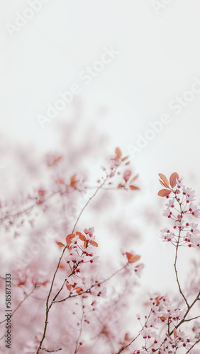 Aesthetic spring sakura background, copy space, light pink and beige © ZM