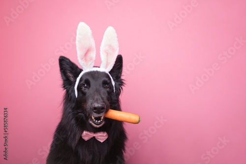 Dog eating a carrot and dressed up as a bunny for Easter. dog wearing pink and white bunny ears and a pink bowtie on a pink background.