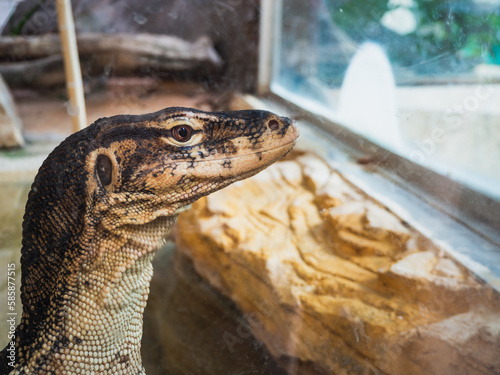 Close-up of a giant lizard's head photo