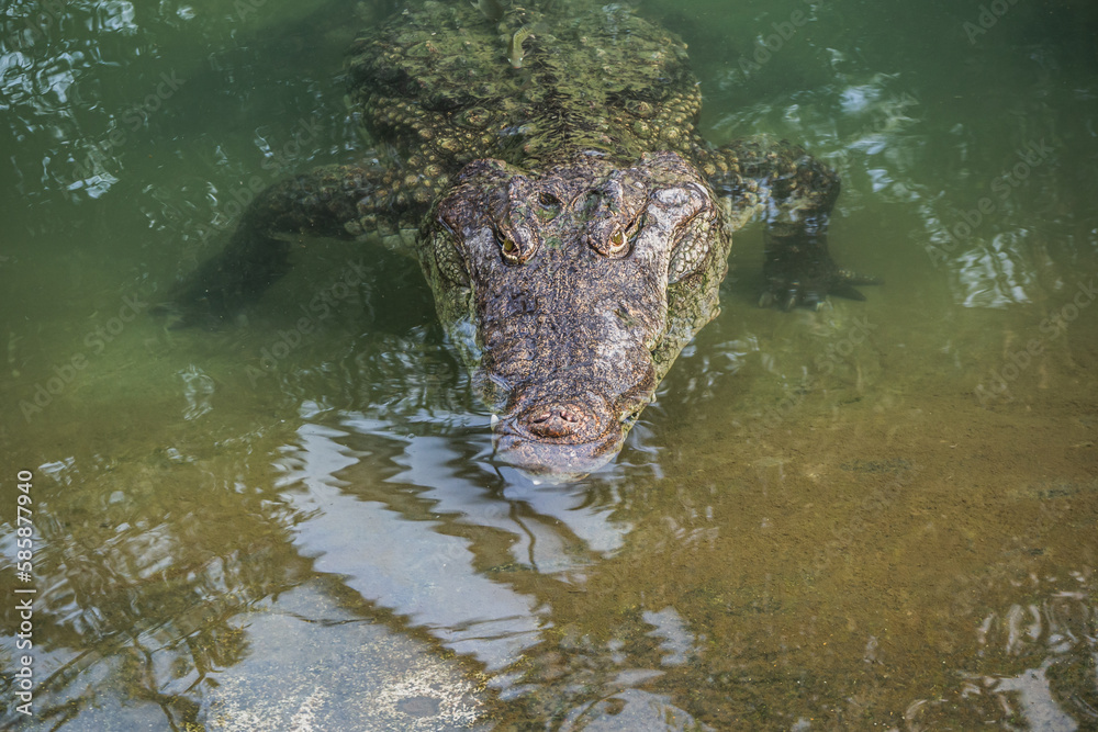 Obraz premium Crocodiles in the farm of crocodiles at Pierrelatte in the department of Drôme in France