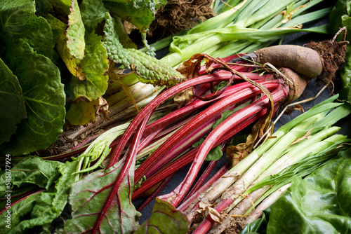 Wall Mural Vegetables freshly picked from the garden