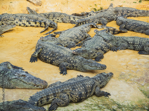 Crocodiles in the farm of crocodiles at Pierrelatte in the department of Drôme in France