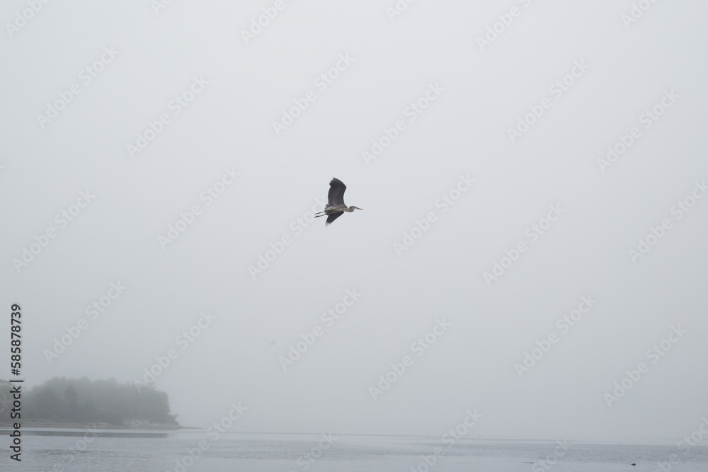 Crane in the fog Crane in the fog
