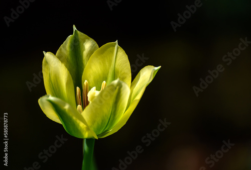 Tulips in spring  colourful tulip