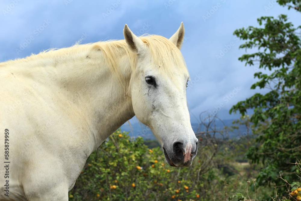 Portrait of a horse Portrait of a horse