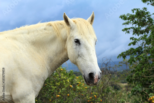 Portrait of a horse