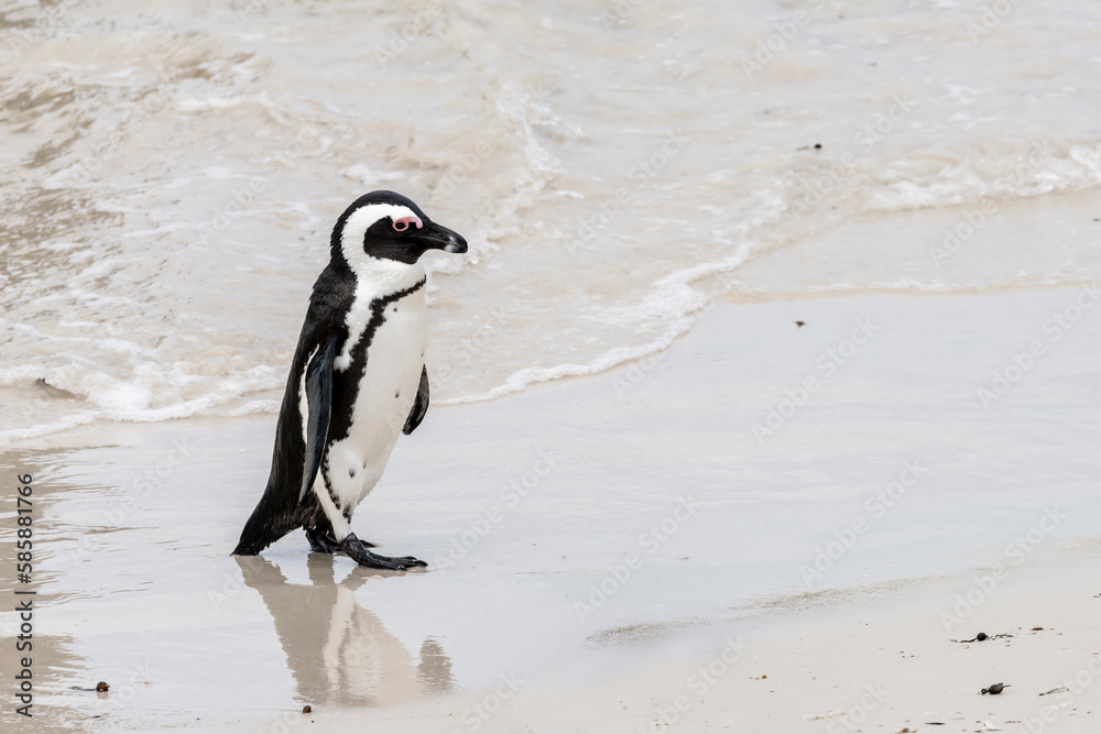 Fototapeta premium penguin walking on wet sand at Boulders beach, Cape Town