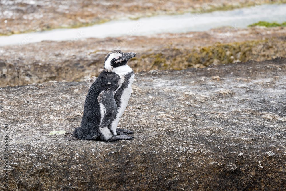 hatchling penguin standing on cliff at Boulders beach, Cape Town
